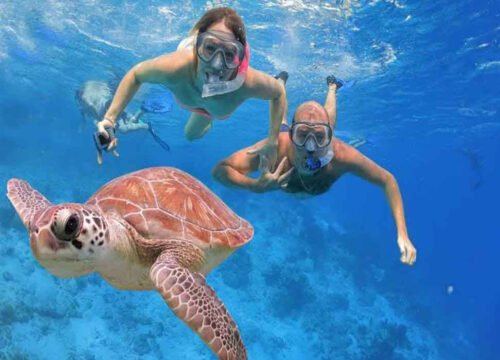 Pływanie z żółwiami morskimi, snorkeling w zatoce Abu Dabab